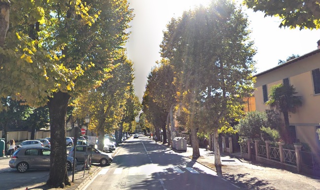 sansepolcro- platani viale vittorio veneto