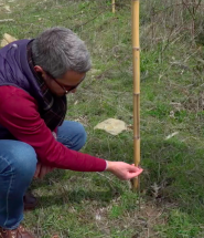 progetto valtiberina adotta una pianta