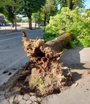tiglio viale veneto
