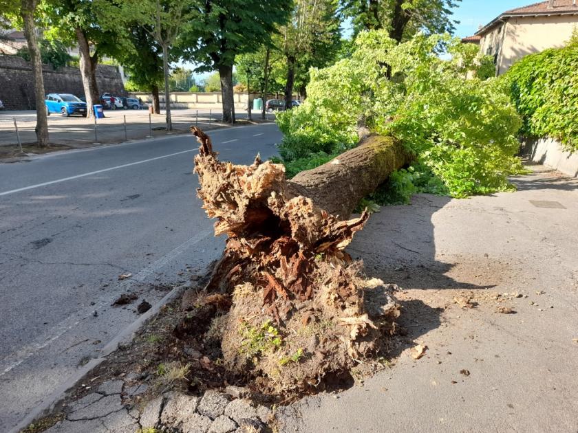 tiglio viale veneto