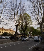 sansepolcro viale veneto alberature