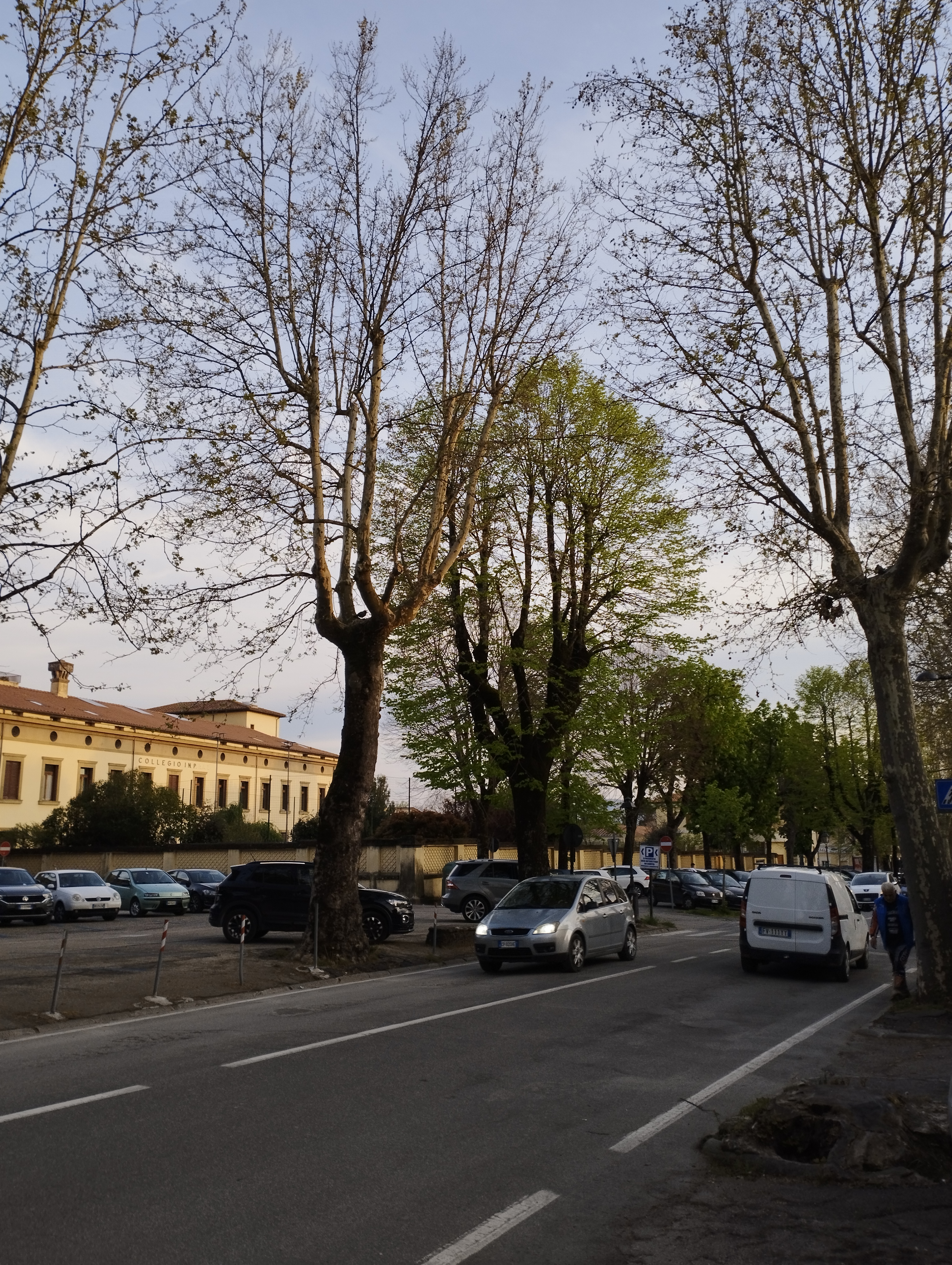 sansepolcro viale veneto alberature